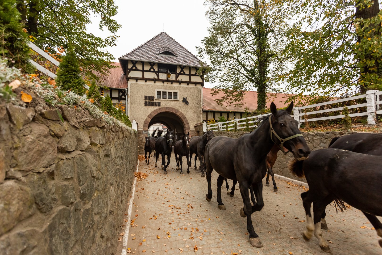Wałbrzych - Stado Ogierów